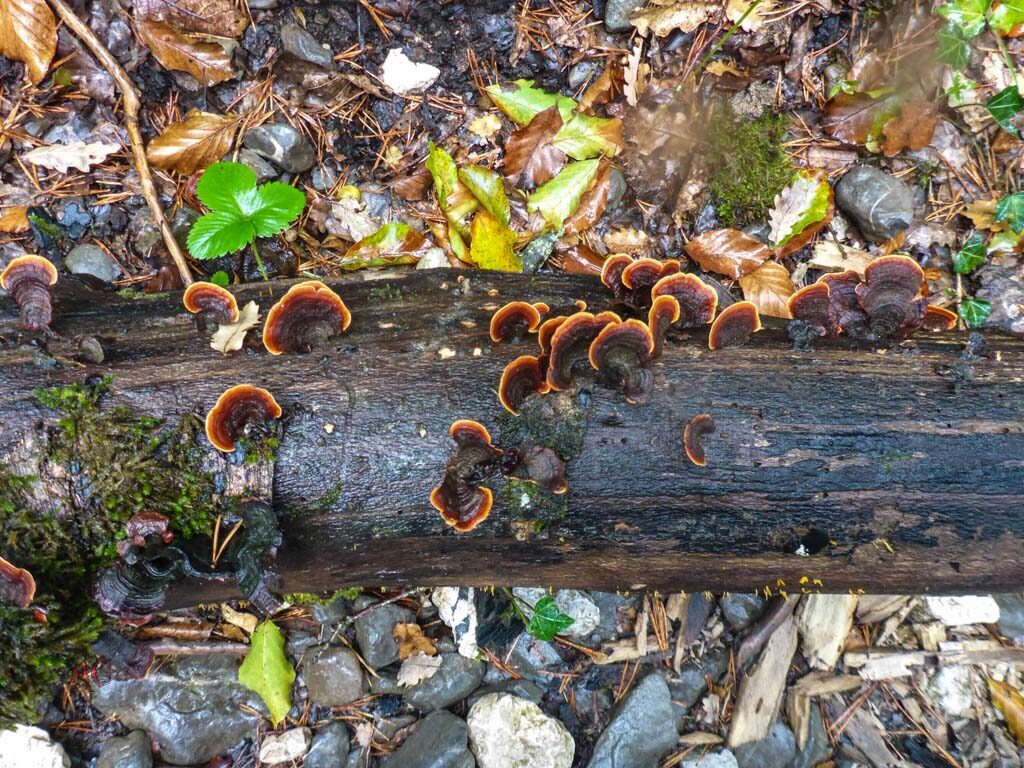 Curiosidades del camino a Santiago