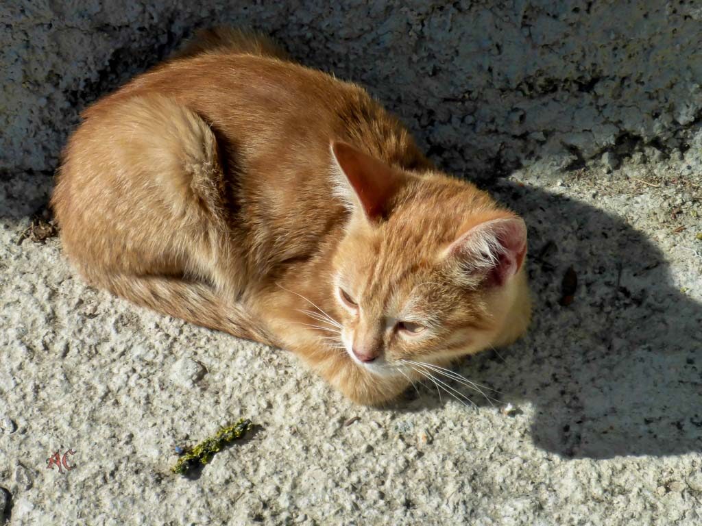 Gatos en Larraosaña