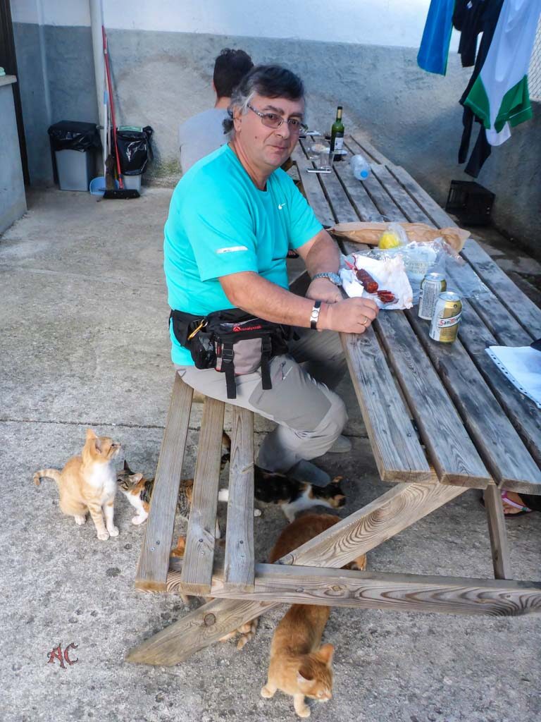 Un servidor Rodeado de gatitos